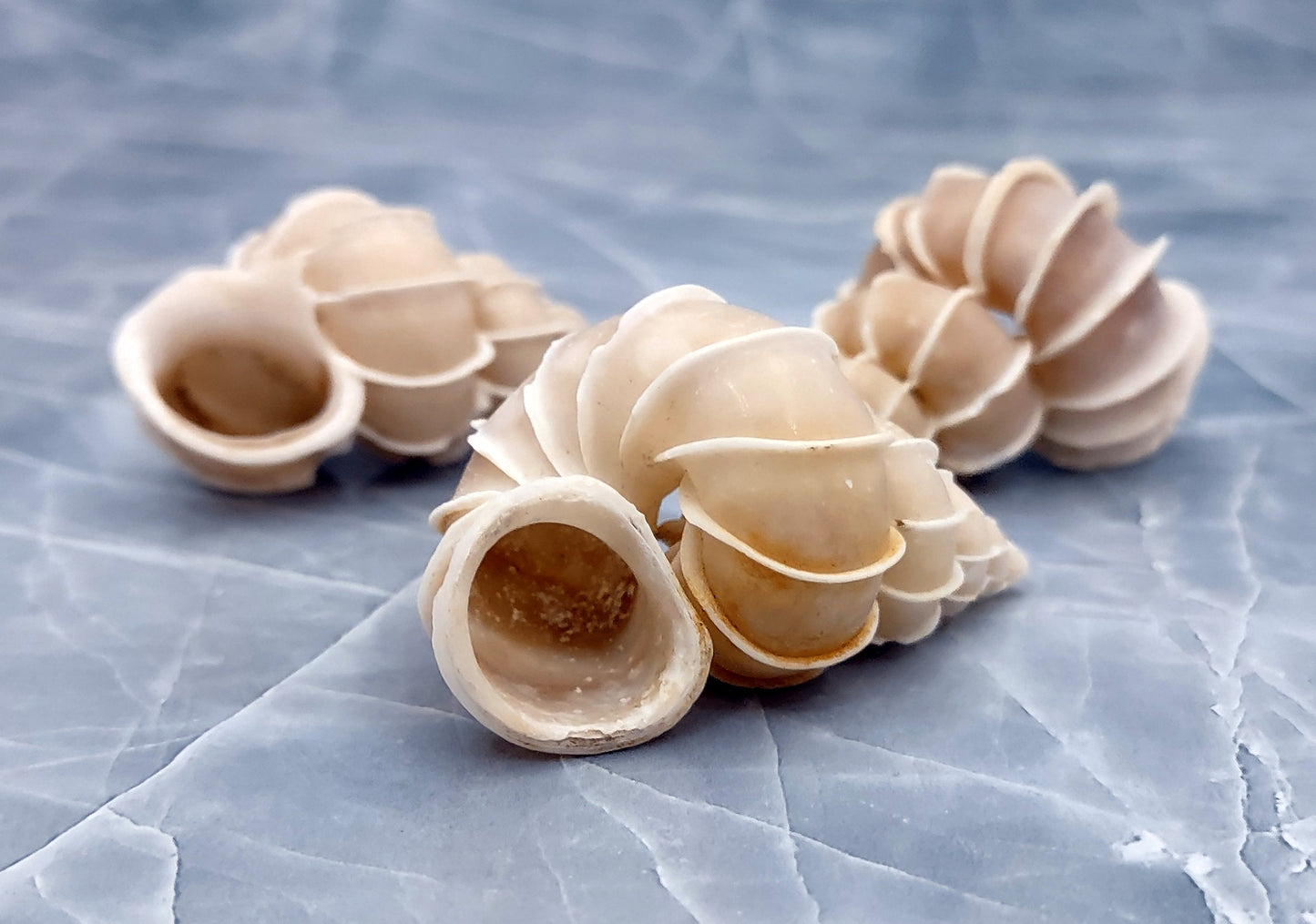 Precious Wentletrap Seashell - Epitonium Scalare - (1 shell approx. 1.5-2 inches).. One spiral shell with unique defining features. Copyright 2022 SeaShellSupply.com.