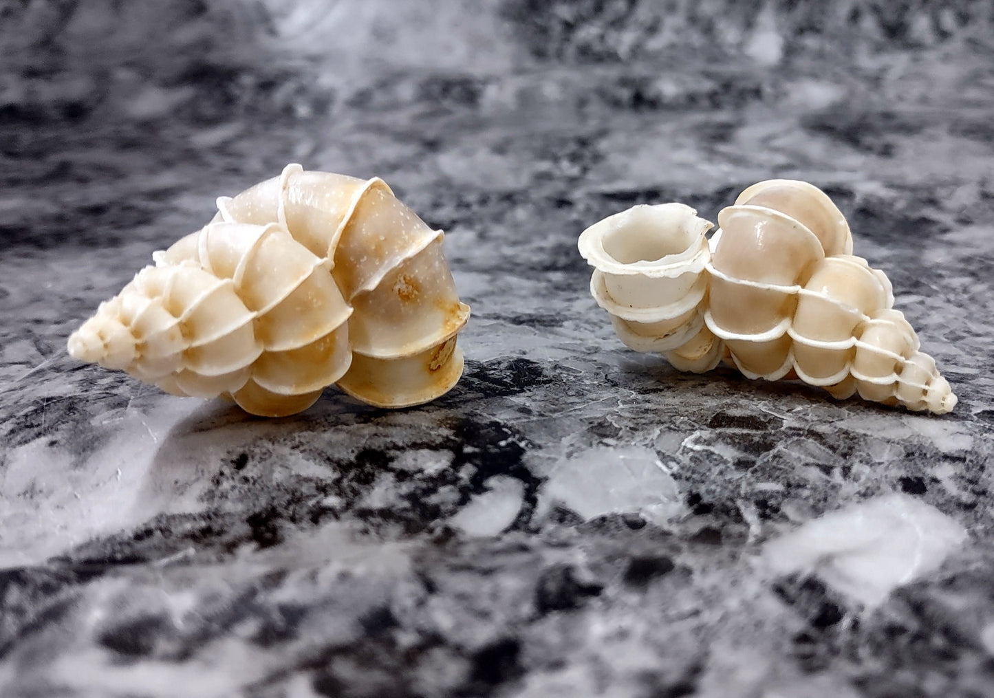 Precious Wentletrap Seashell - Epitonium Scalare - (1 shell approx. 1.5-2 inches).. One spiral shell with unique defining features. Copyright 2022 SeaShellSupply.com.