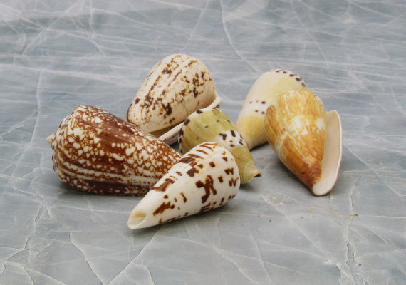 Seashell Crafters Variety Mix of Assorted Cones Sea Shells For