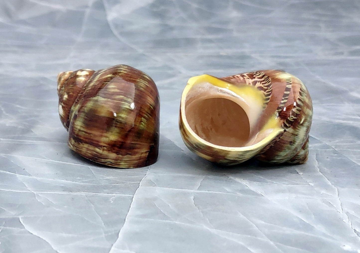 Variegated Turbo - Turbo Vareigatus - (2 shells approx. 2-2.25 inches). Two brown and green ombre shiny spiral shells with small openings. Copyright 2022 SeaShellSupply.com.