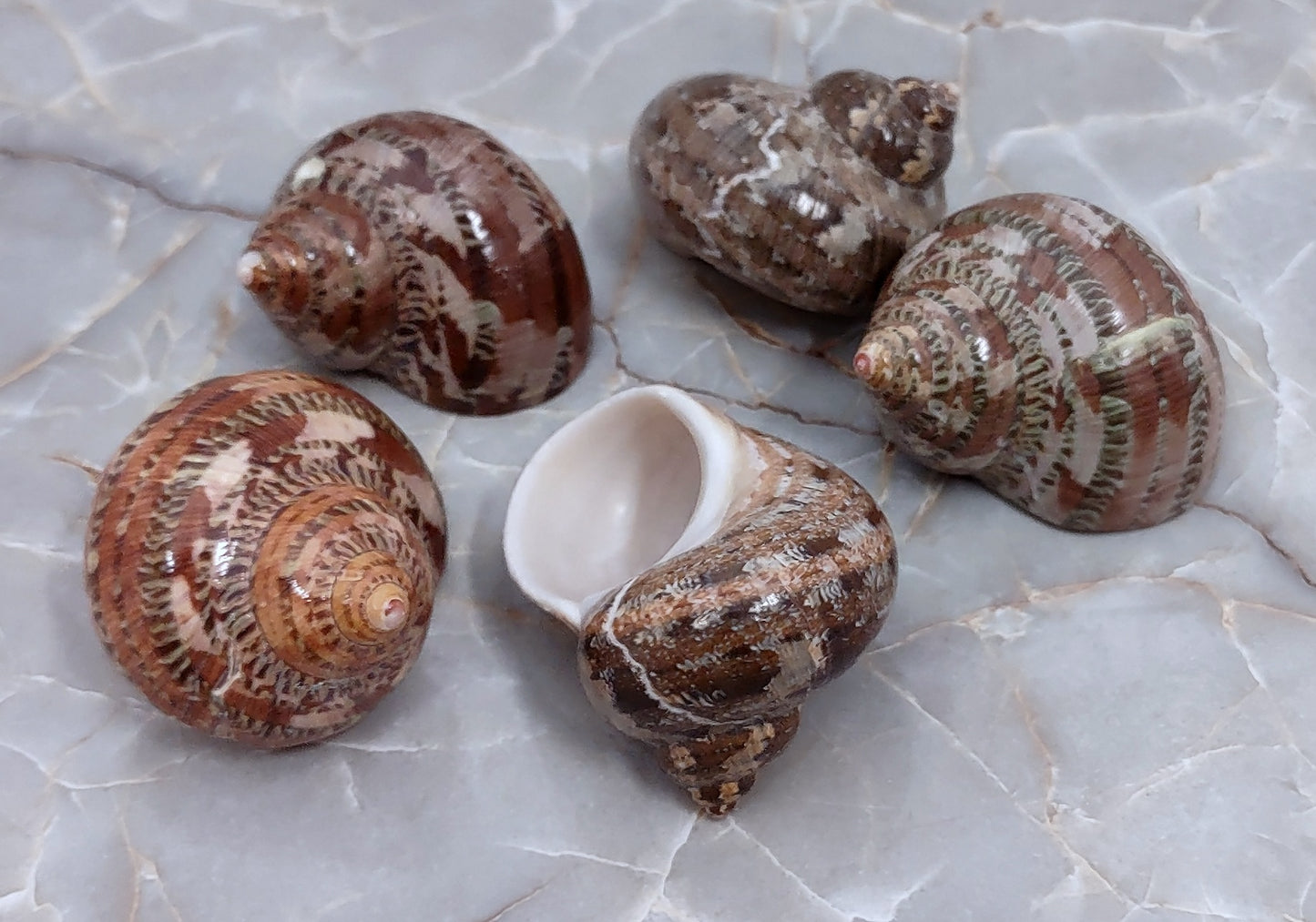 Tapestry Turbo Seashell - Turbo Petholatus - (5 shells 1-2 inches) B GRADE. 5 brown, white, and black spiral shells next to eachother. Copyright 2022 SeaShellSupply.com.