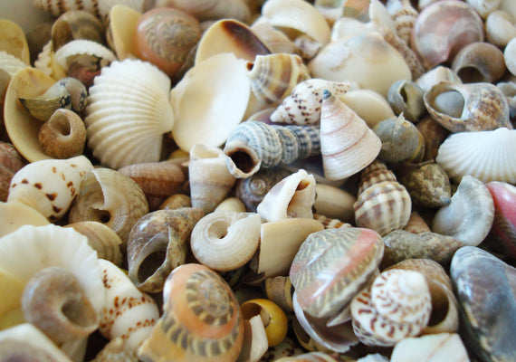 Small Seashell Assorted Ocean Mix (approx. 1 cup 35-40 shells .50-1.75  inches)