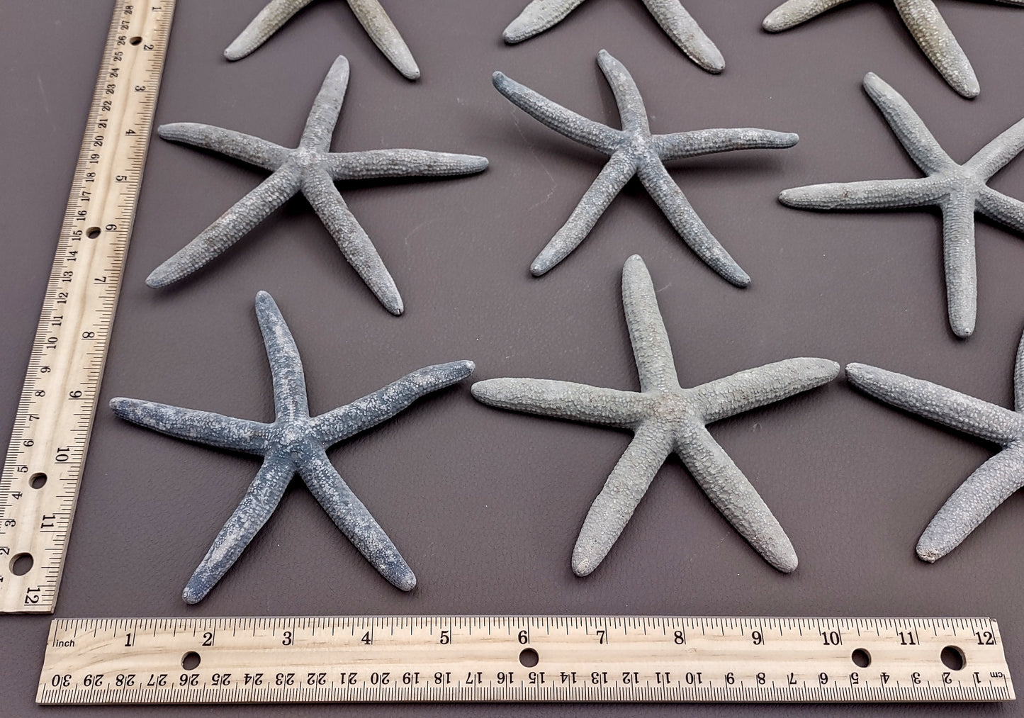 Blue Gray Finger Starfish Linckia Laevigata (2 starfish approx. 5+ inches) Blue seastars ideal for ocean display crafts art or collecting! Coastal textured beautiful starfish. Copy right 2024 SeaShellSupply.com
