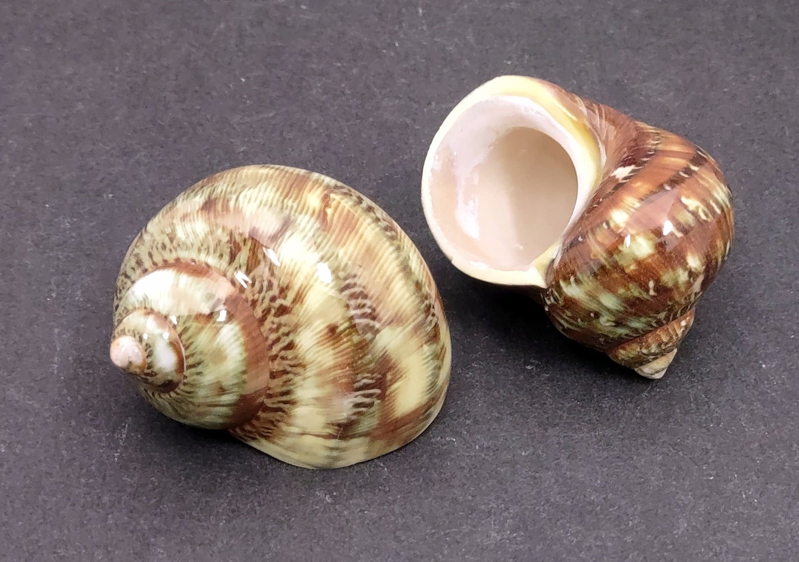 Variegated Turbo - Turbo Vareigatus - (2 shells approx. 2-2.25 inches). Two brown and green ombre shiny spiral shells with small openings. Copyright 2022 SeaShellSupply.com.