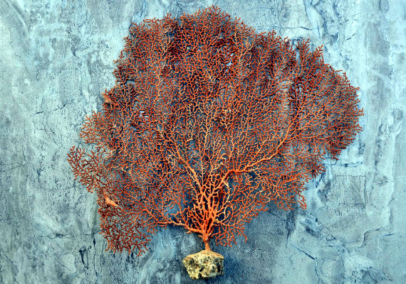 Red-Orange Sea Fan Coral - Echinogorgia SP - (1 seafan approx. 5