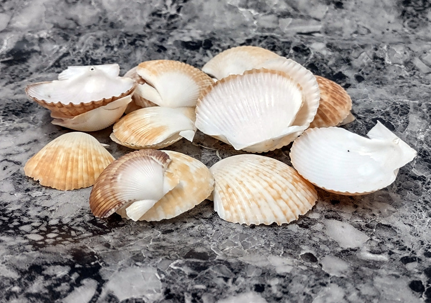 Pixie Cup Scallop Seashells - Pecten Pyxidatus - (15-20 shells approx. 1-2 inches). Multiple white and tan ribbed shells in a grouping.Copyright 2022 SeaShellSupply.com.