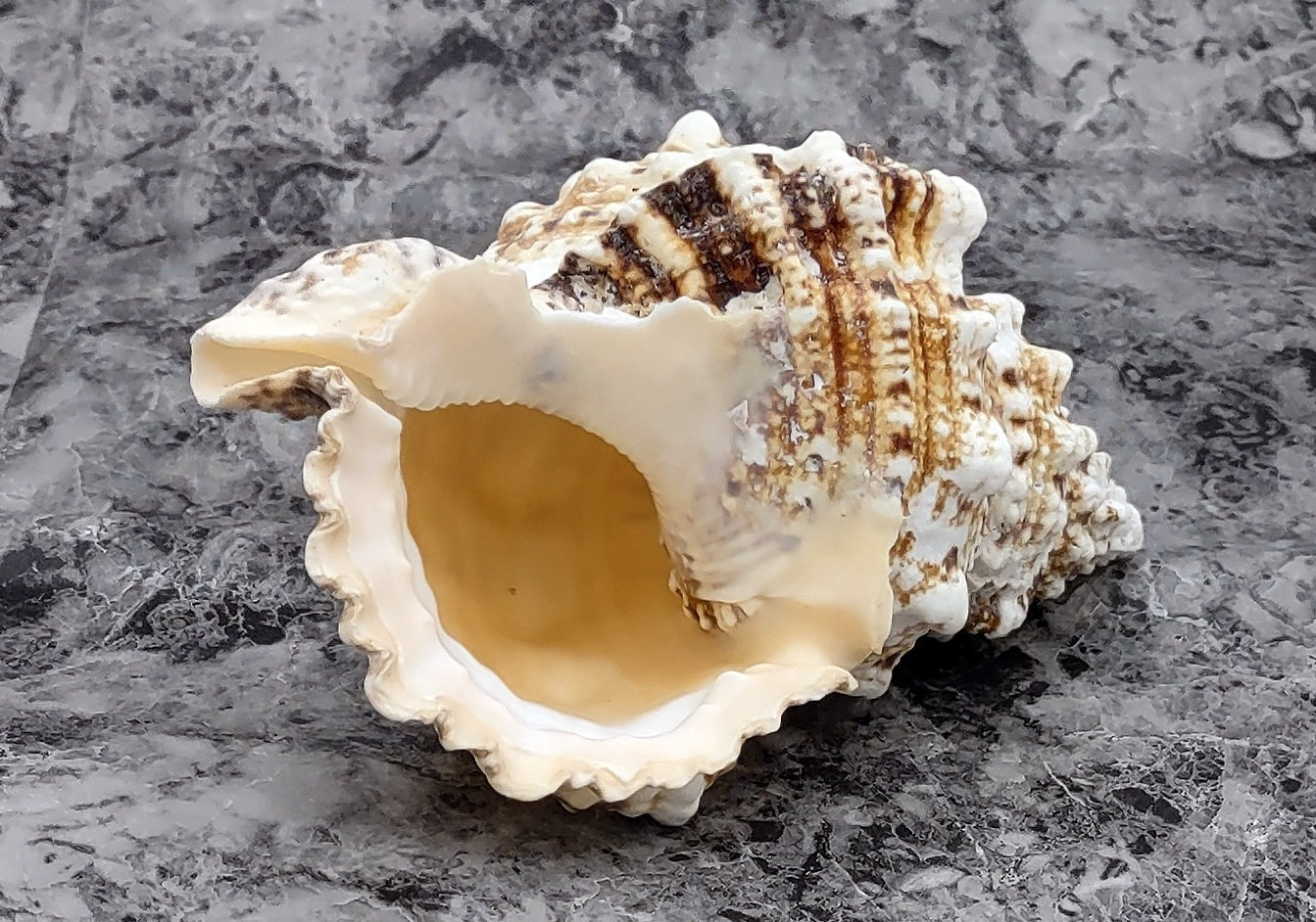 Giant Frog Seashell - Bursa Bubo - (1 shell 6-7 inches). Brown and tan spiral shell with wide opening and cool design. Copyright 2022 SeaShellSupply.com.