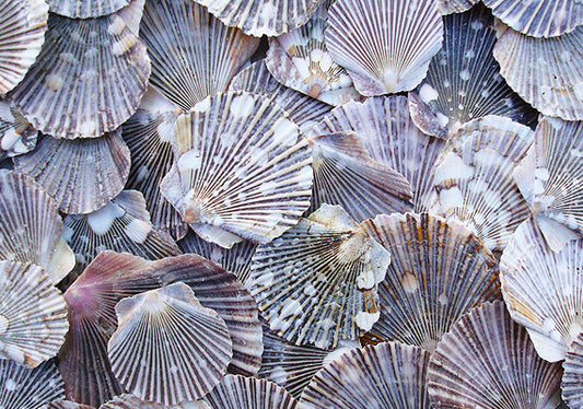 Flat Pixie Scallop Seashells Pecten (approx. half cup 10+ shells 0.5-1+ inches) Perfect shells for coastal crafting décor & collections!