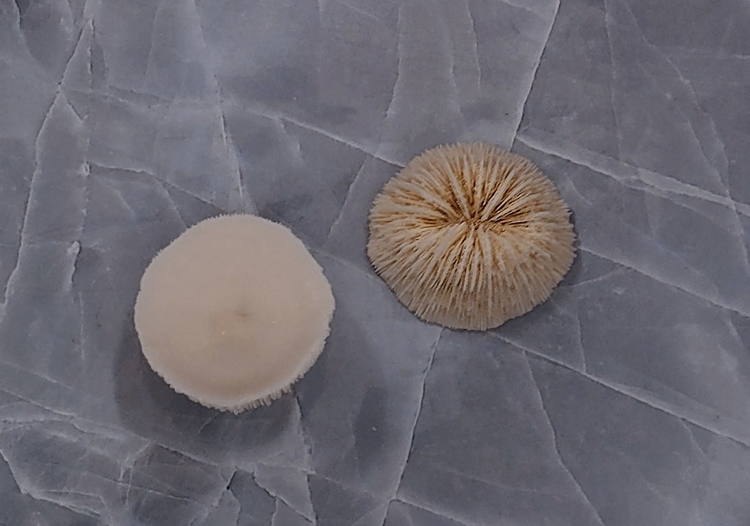 Mushroom Cupped Coral (2 corals approx. 1+ inches) Adorable coral to add to any coastal display or collection!