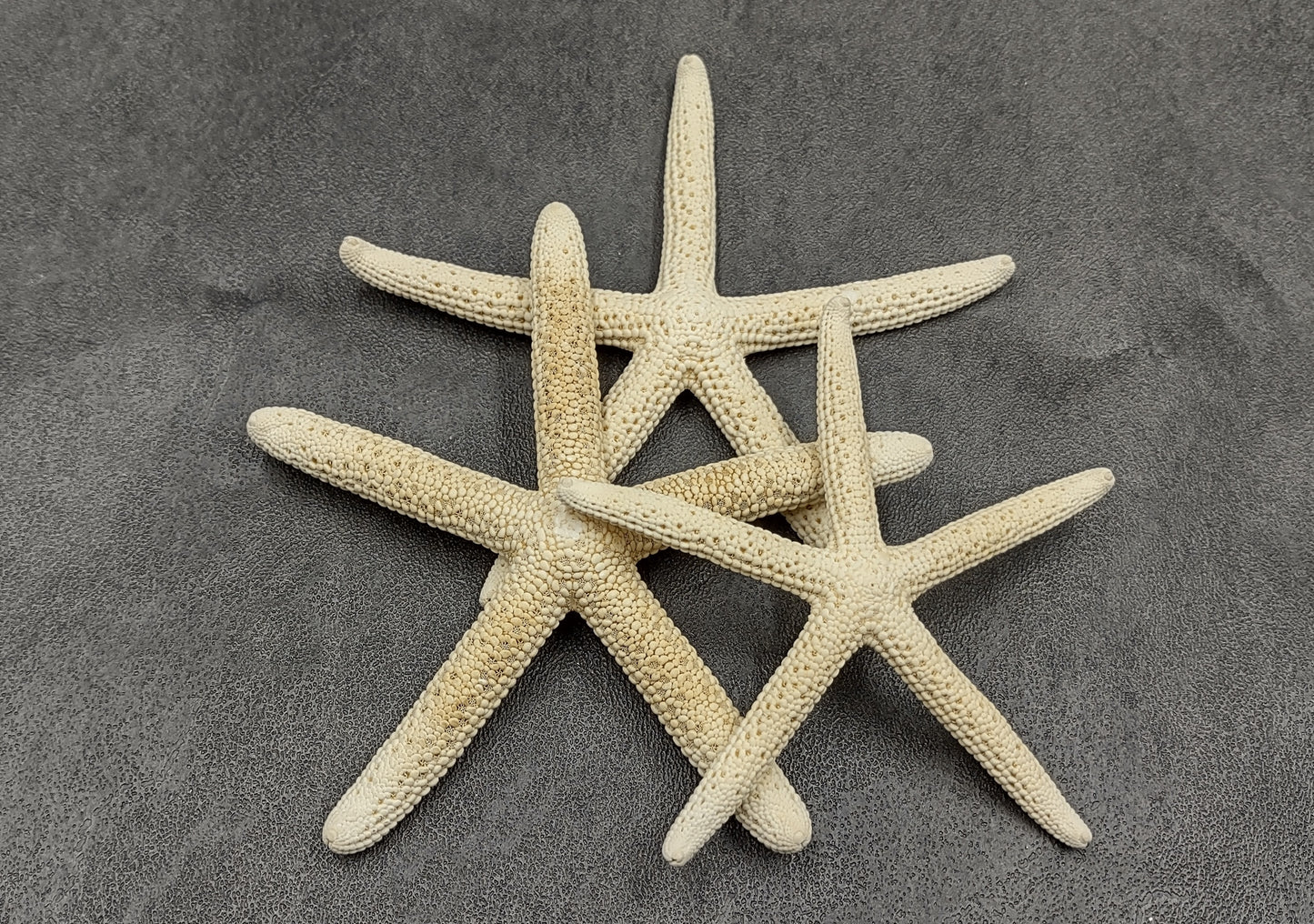 White Finger Starfish - Linckia Laevigata - (3 starfish approx. 3-4 inches) Great for ocean displays, art projects, crafts & collecting!. On dark background. Copyright 2022 SeaShellSupply.com.