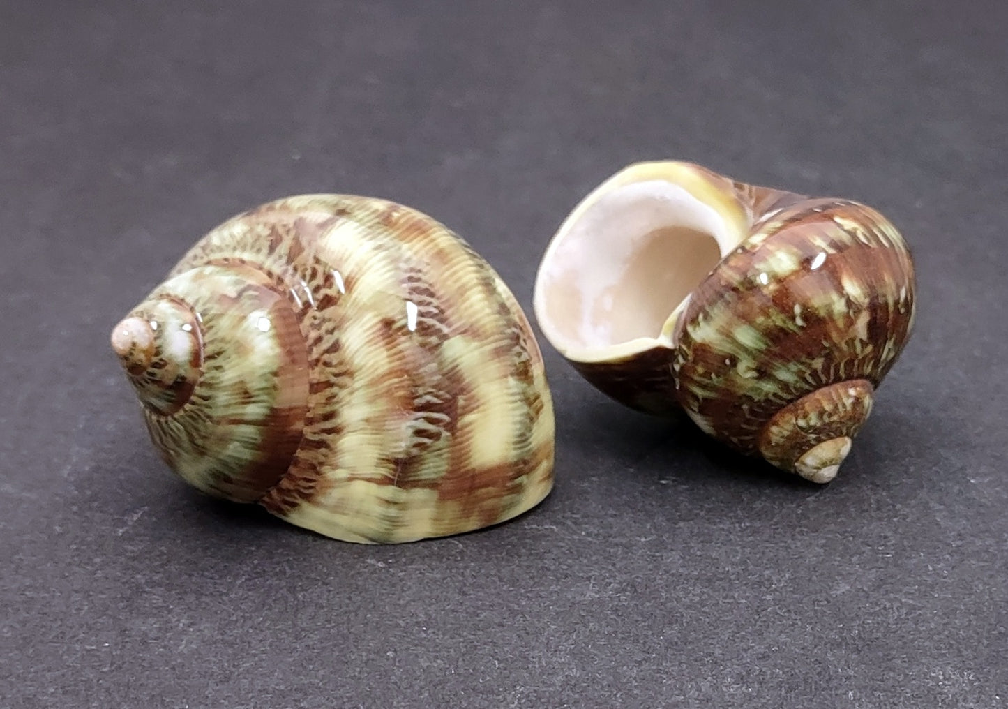 Variegated Turbo - Turbo Vareigatus - (2 shells approx. 2-2.25 inches). Two brown and green ombre shiny spiral shells with small openings. Copyright 2022 SeaShellSupply.com.