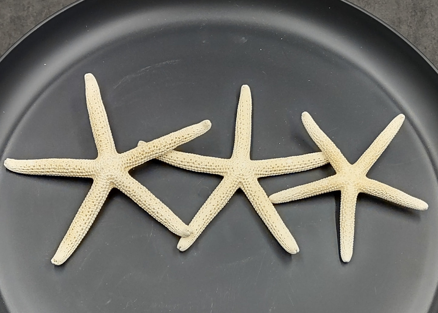 White Finger Starfish - Linckia Laevigata - (3 starfish approx. 3-4 inches) Great for ocean displays, art projects, crafts & collecting!. On dark background. Copyright 2022 SeaShellSupply.com.