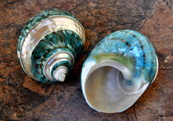 Polished Jade Green Turbo Seashell with Pearlized Stripe Turbo Burgessi (1 shell approx. 3+ inches) Shell for hermit crabs or collecting!