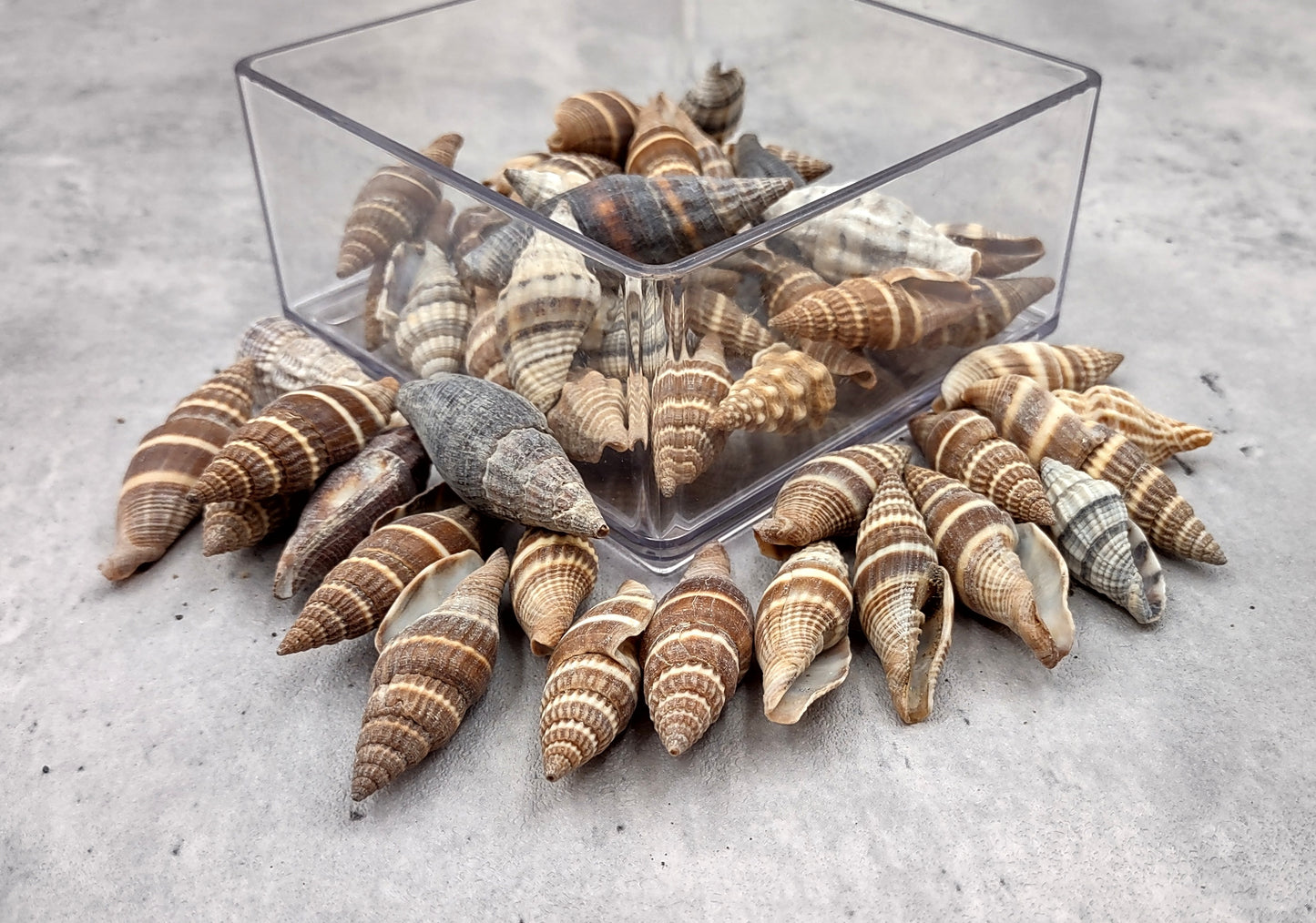 Assorted Miter Seashells Brown Striped (approx. 10+ shells 1.25+ inches) Quality natural sea shells for art crafts & collecting!