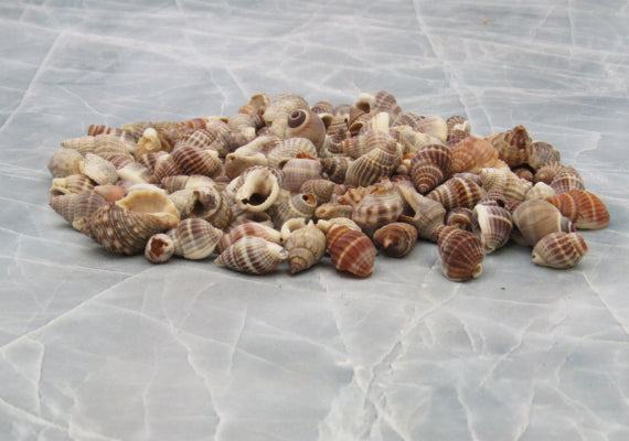 SHELLS, ASST, NUTMEG, SNAIL, 110 PCS