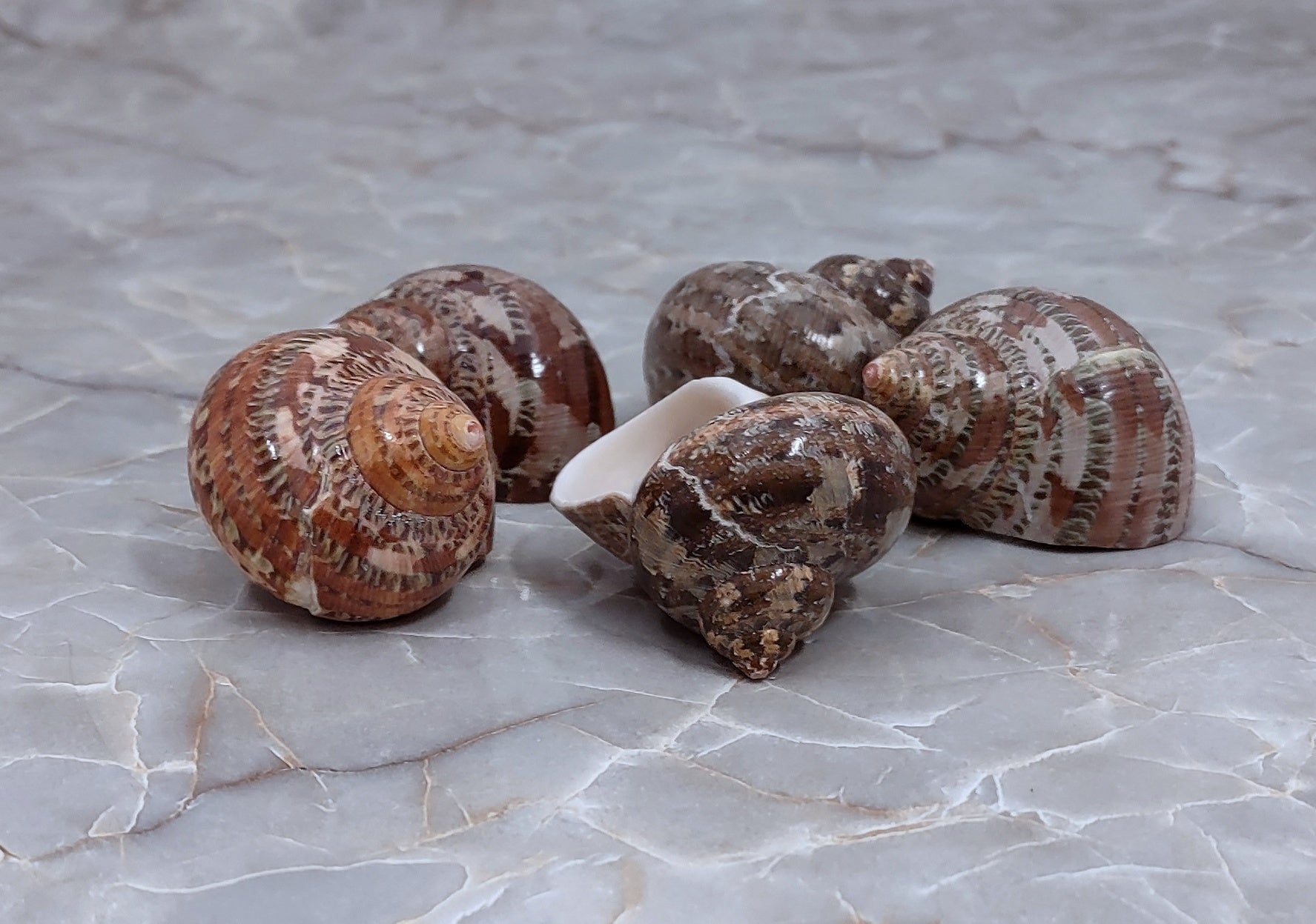 Tapestry Turbo Seashell - Turbo Petholatus - (5 shells 1-2 inches) B GRADE. 5 brown, white, and black spiral shells next to eachother. Copyright 2022 SeaShellSupply.com.