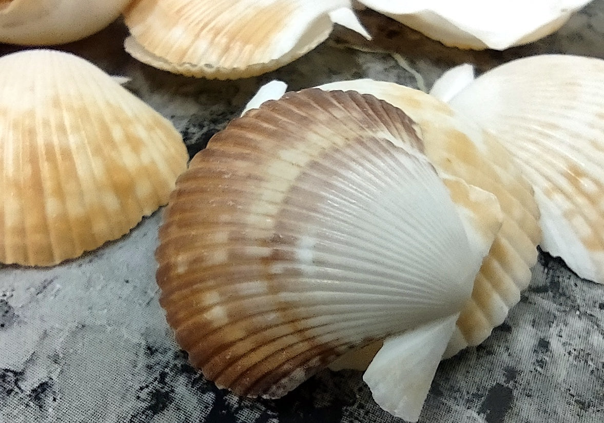 Pixie Cup Scallop Seashells - Pecten Pyxidatus - (15-20 shells approx. 1-2 inches). Multiple white and tan ribbed shells in a grouping.Copyright 2022 SeaShellSupply.com.