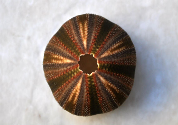 Black Tuxedo Urchin (.5 inches) - Tripneustes Gratilla. One brown, purple, tan, and green shaded Urchin. Copyright 2022 SeaShellSupply.com.