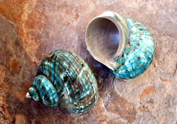 Polished Green Jade Turbo Seashell Turbo Burgessi (1 shell approx. 4+ inches) Smooth Green Shell for Hermit Crab Home Display & Collecting!